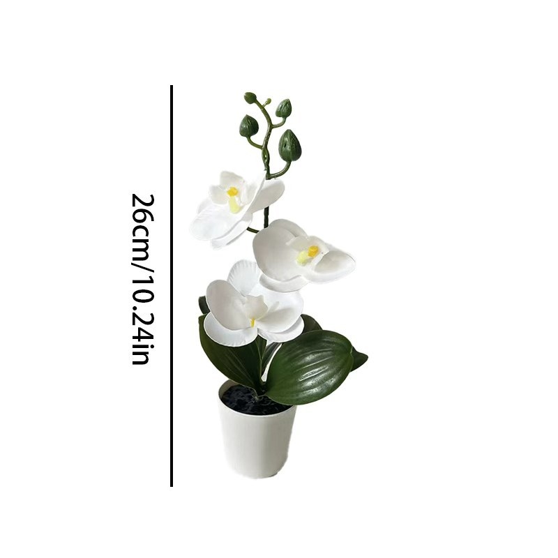 Mini orchidea motylkowa w doni – Badminton Live recenzja i cena